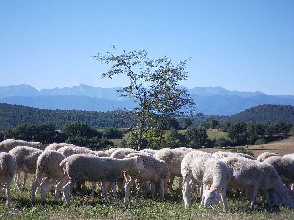 image moutons_Copier.jpg (0.1MB)