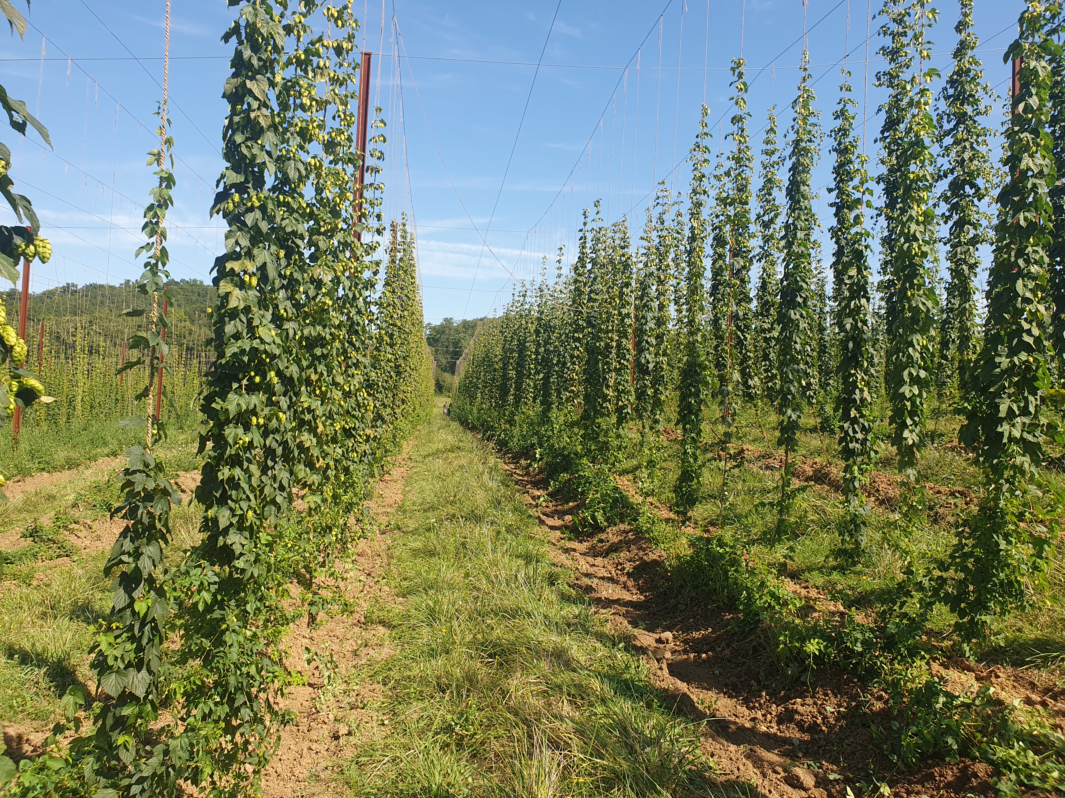 
Lien vers: houblon-occitanie/?PagePrincipale
